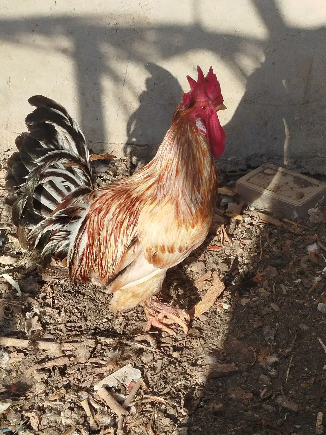 مرغ وخروس محلی اصل|حیوانات مزرعه|باوی, |دیوار