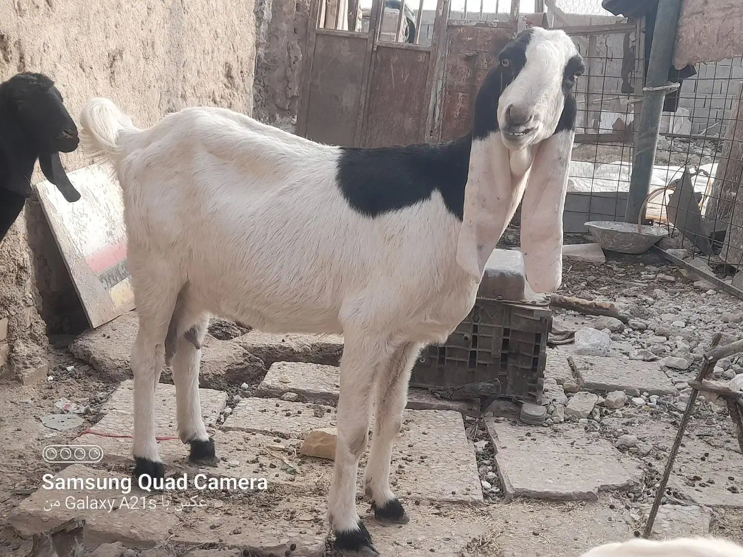 بزدوقلوزاه گلابی وسندی پاکستانی|حیوانات مزرعه|نیمروز, |دیوار