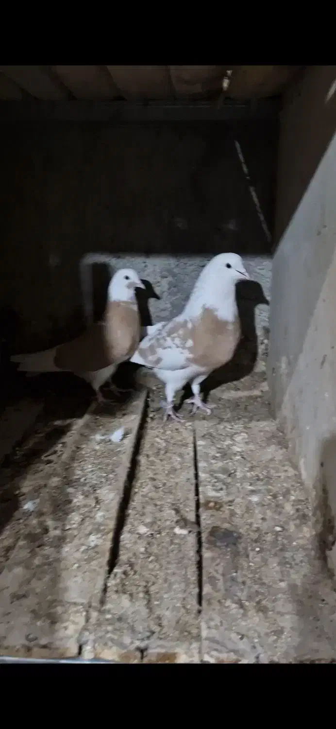 کبوتر|پرنده|اصفهان, بهارستان|دیوار