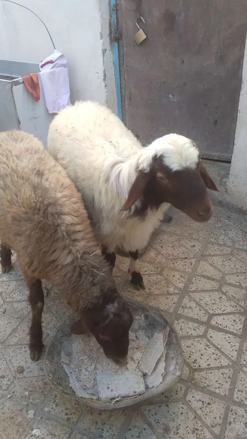 دو عدد بره نر درجه یک|حیوانات مزرعه|بروجرد, |دیوار