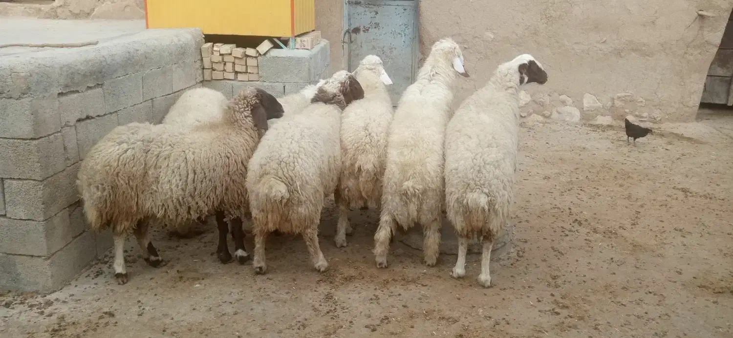 بره|حیوانات مزرعه|اسلام‌‌آباد غرب, |دیوار