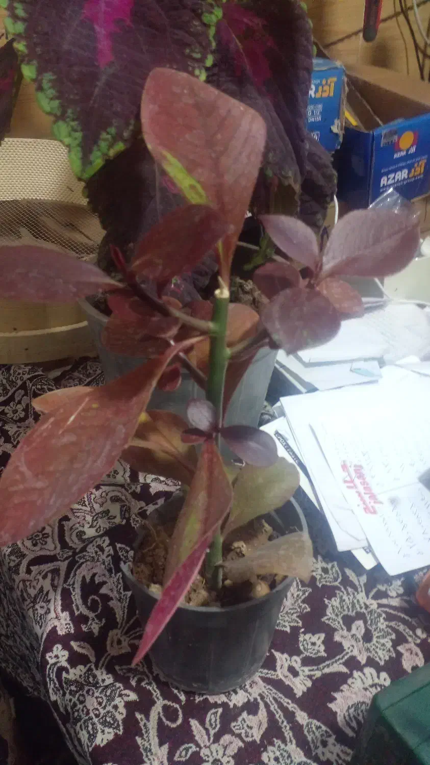 گل فردوس ۱۲۰ تومن|گل و گیاه طبیعی|مرند, |دیوار