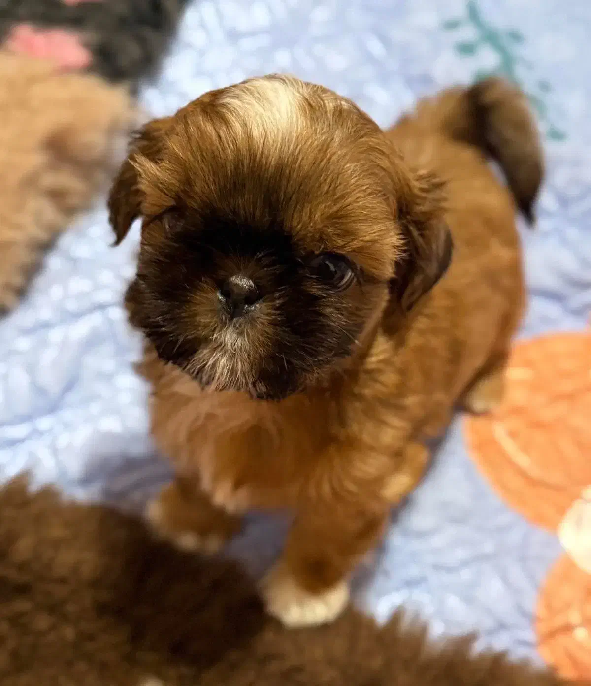 توله شیتزوکراس|سگ|شیراز, باغ تخت|دیوار