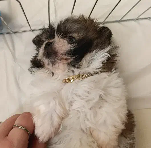 سگ پودل مالتیز مینیاتوری|سگ|قرچک, میرزائی جنوبی|دیوار