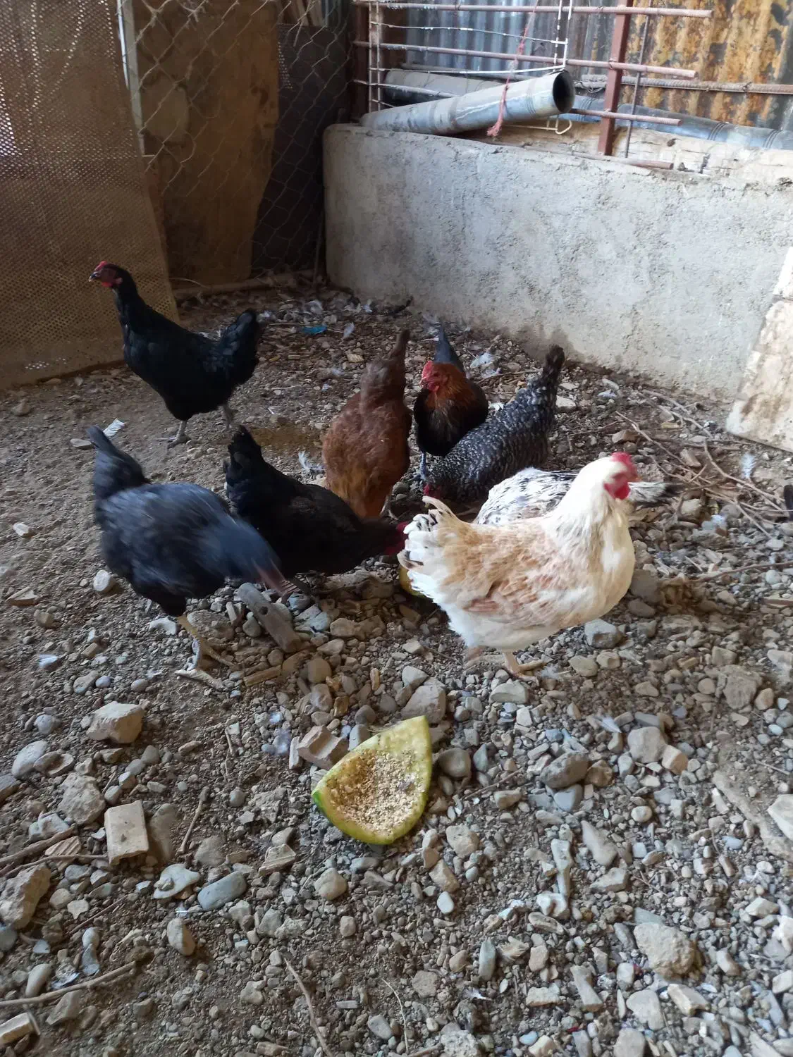 فروش مرغ|حیوانات مزرعه|شاهدشهر, |دیوار