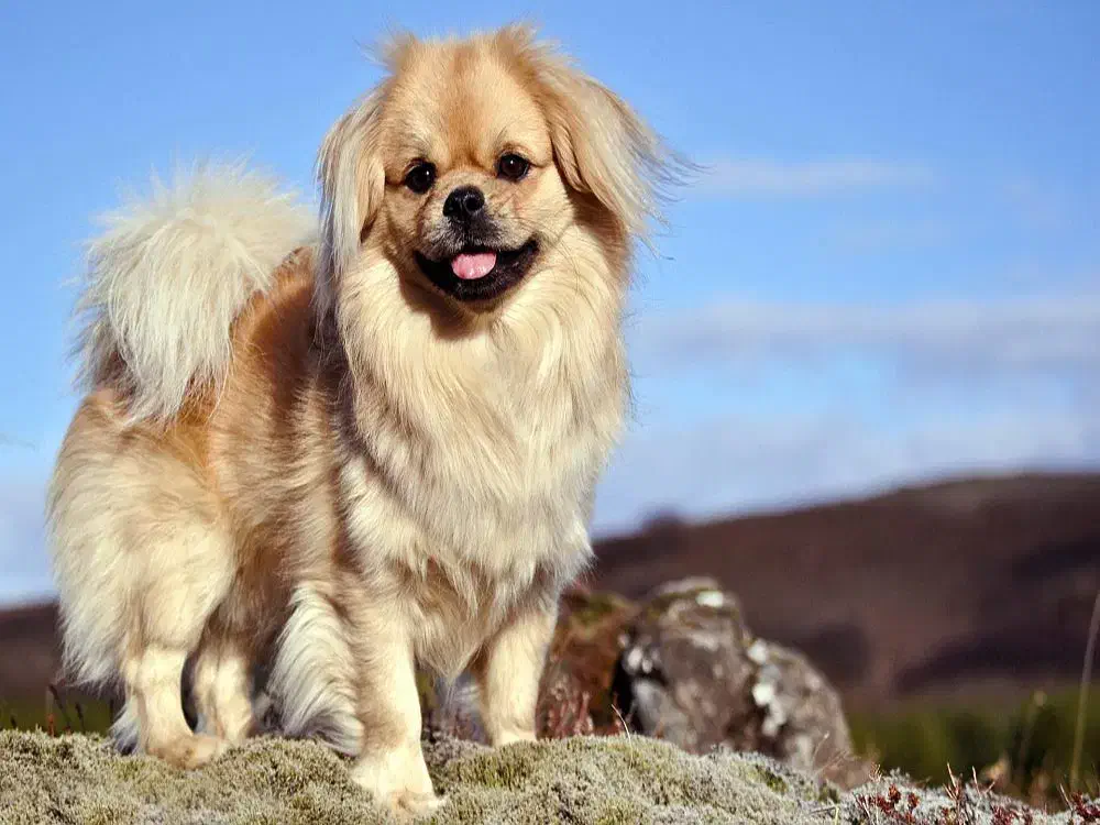 سگ اسپانیل تپیتان|سگ|کرمانشاه, |دیوار