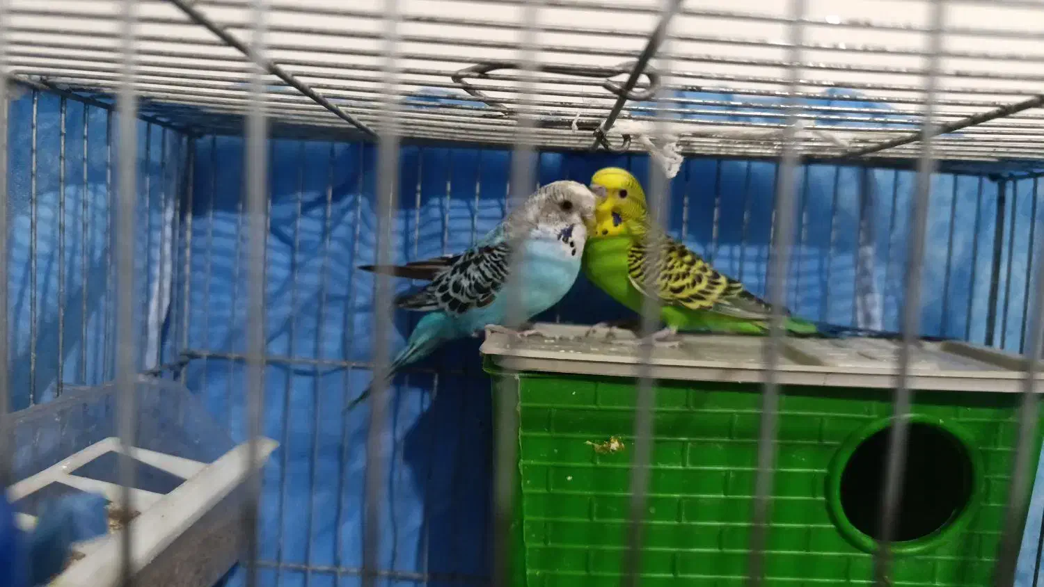 مرغ عشق مولد|پرنده|شیراز, مسلم|دیوار