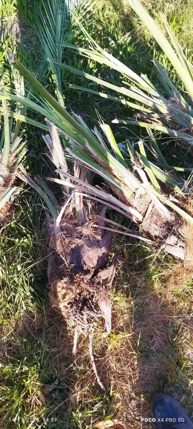 جنگ مضافتی|خدمات باغبانی و درختکاری|نرماشیر, |دیوار