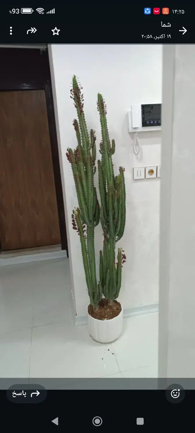 افروبیا|گل و گیاه طبیعی|دورود, |دیوار