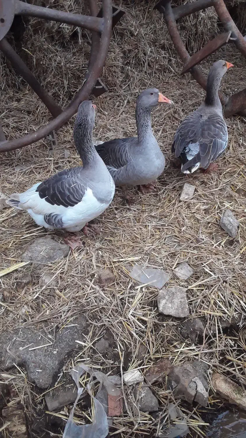 سه عدد غازبالغ تخمی وکرچشو|حیوانات مزرعه|علیآباد کتول, |دیوار