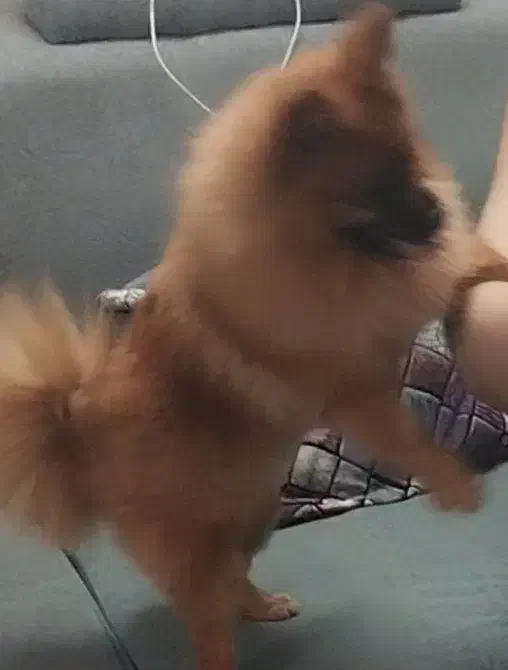 فروش سگ پامر|سگ|سمنان, |دیوار