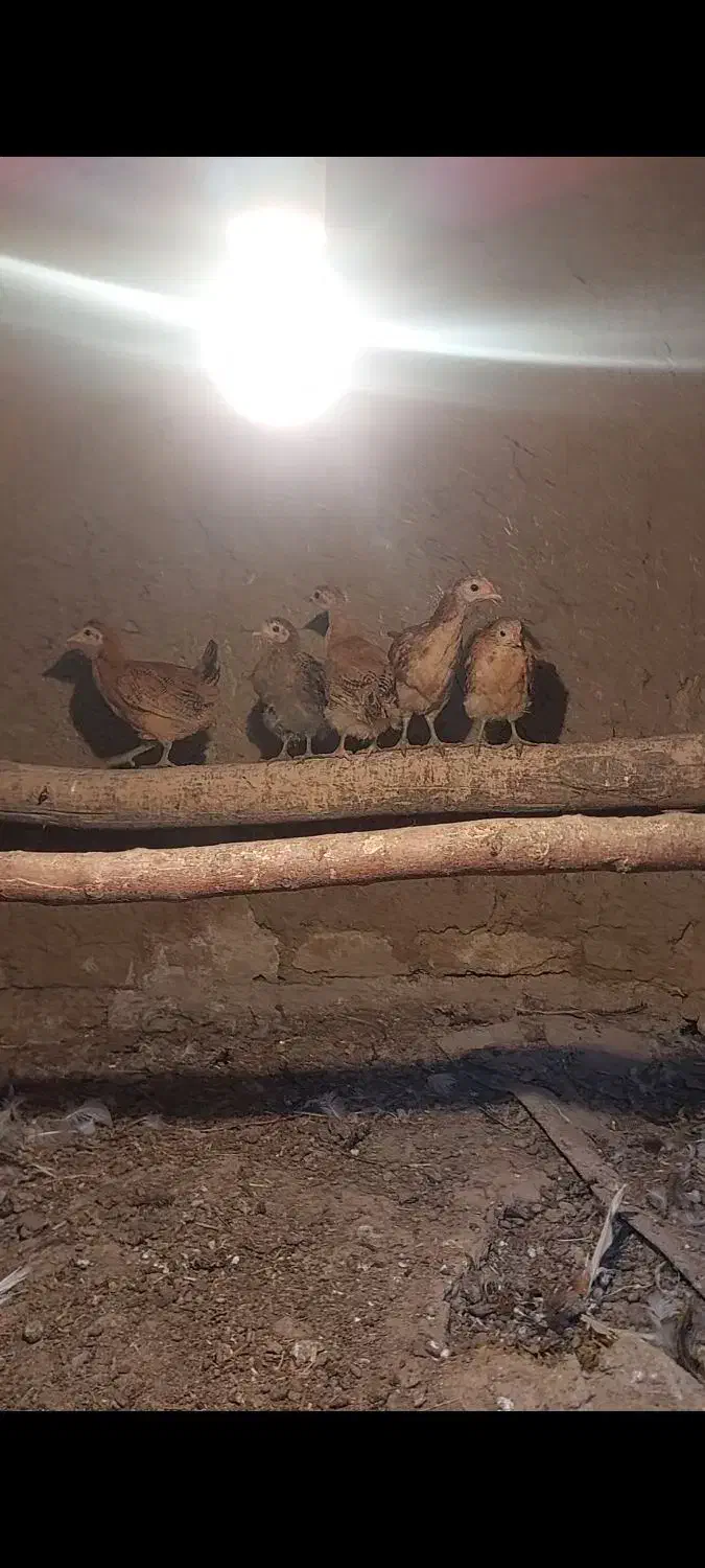 مرغ وبلدرچین و اردک محلی|حیوانات مزرعه|الوند, |دیوار