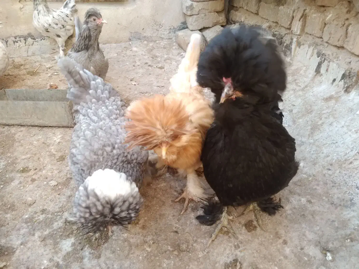 مرغ کرچ خریدارم|حیوانات مزرعه|قم, باجک یک|دیوار