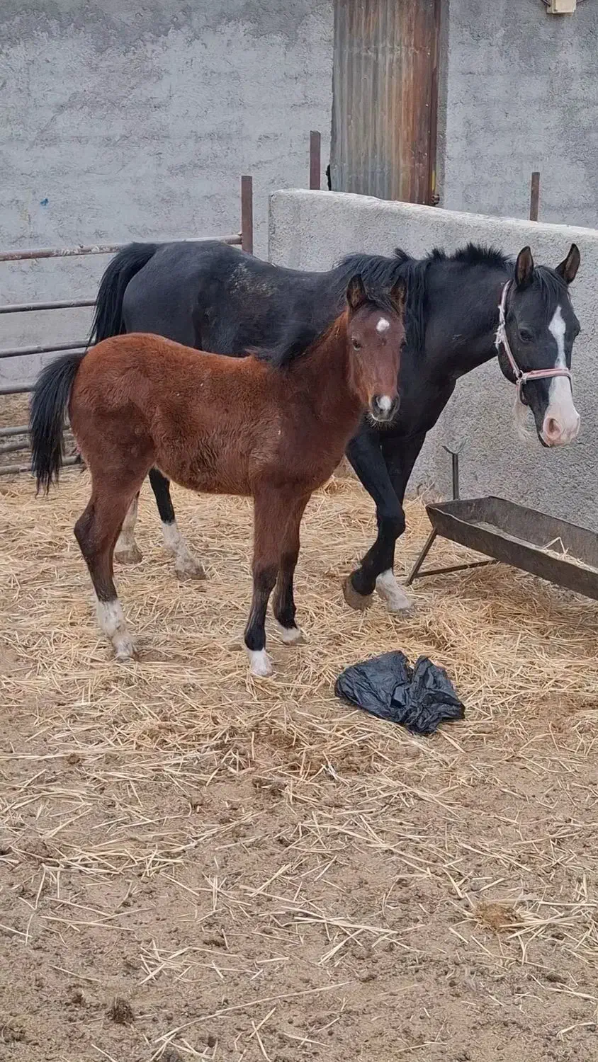 اسب|اسب و تجهیزات اسب‌سواری|مرودشت, مسکن مهرگان|دیوار