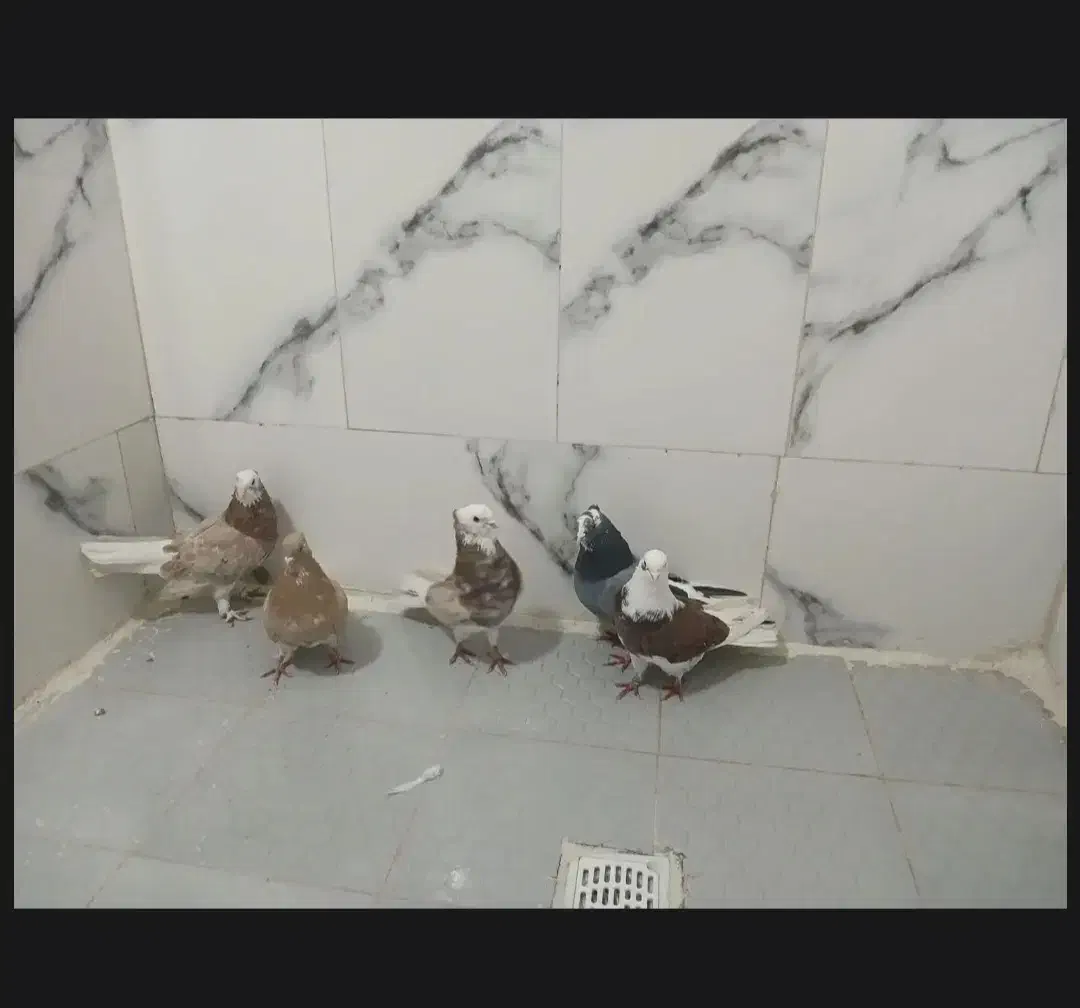 کبوتر پرشی|پرنده|مهربان, |دیوار