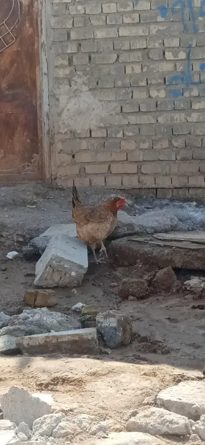 یه جفت مرغ خروس عربی|حیوانات مزرعه|اهواز, کوی ابوالفضل|دیوار