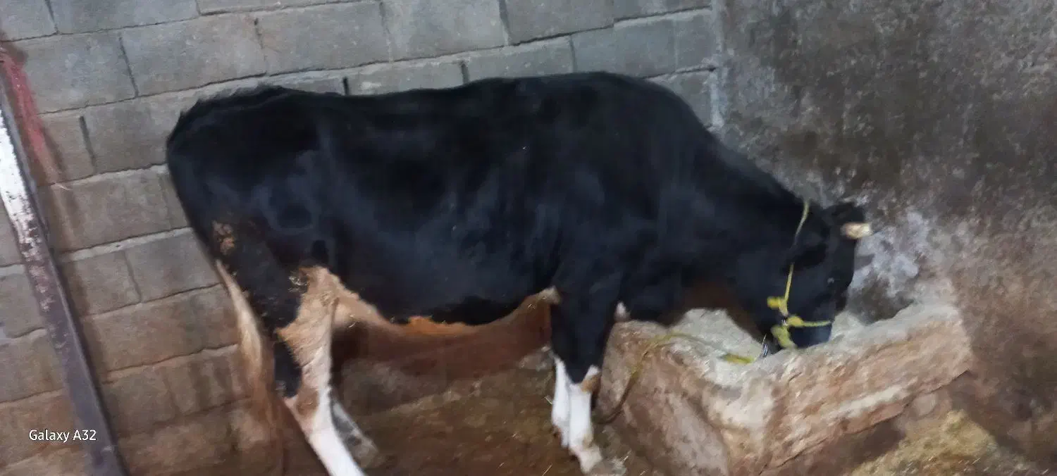 گاو آبستن|حیوانات مزرعه|ماهیدشت, |دیوار