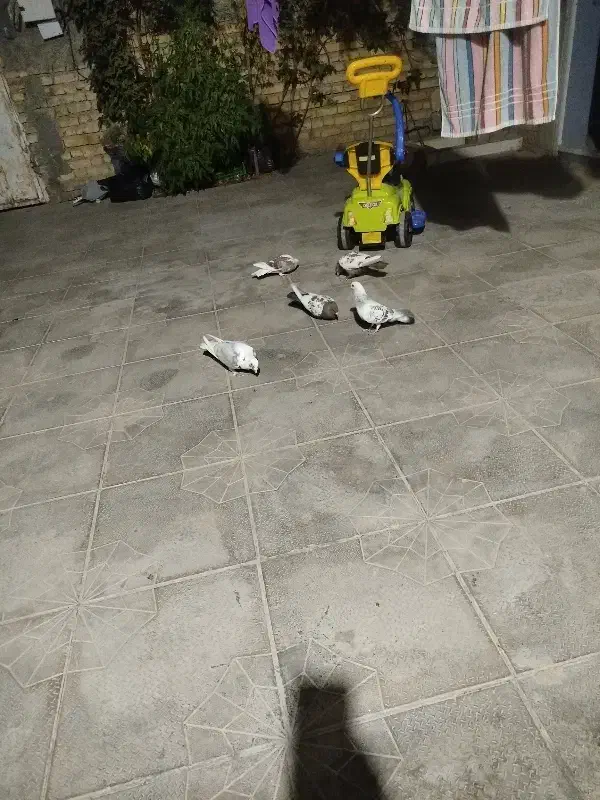 کفتر رنگی و پلاکی|پرنده|داراب, |دیوار