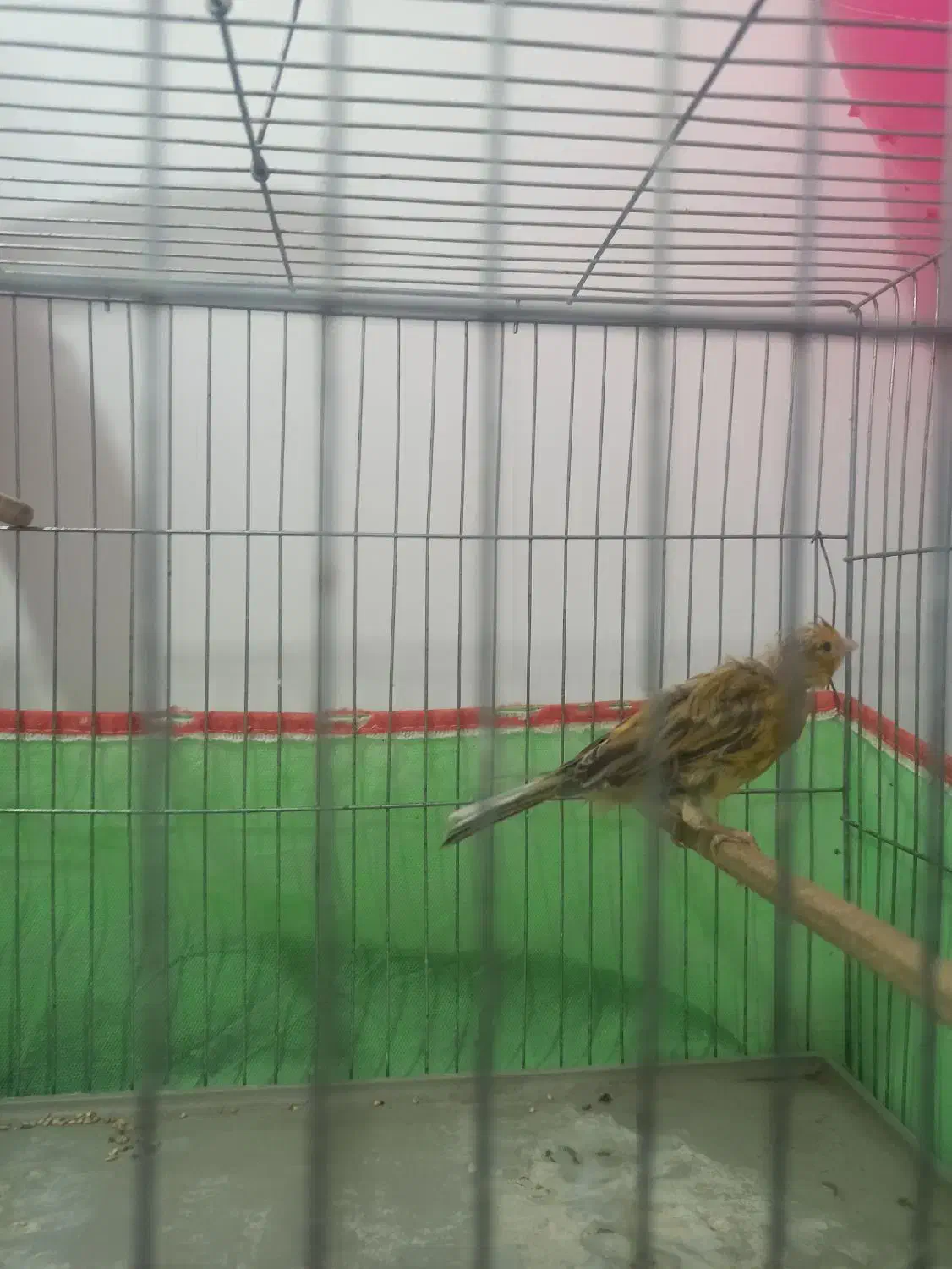 قناری|پرنده|اشکذر, |دیوار