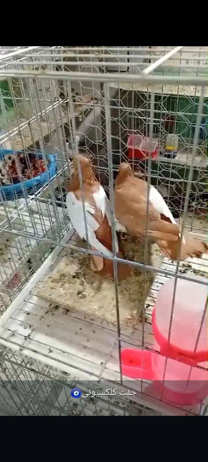 سینه ای چپ اشعل دمسفید یکت|پرنده|اندیمشک, |دیوار