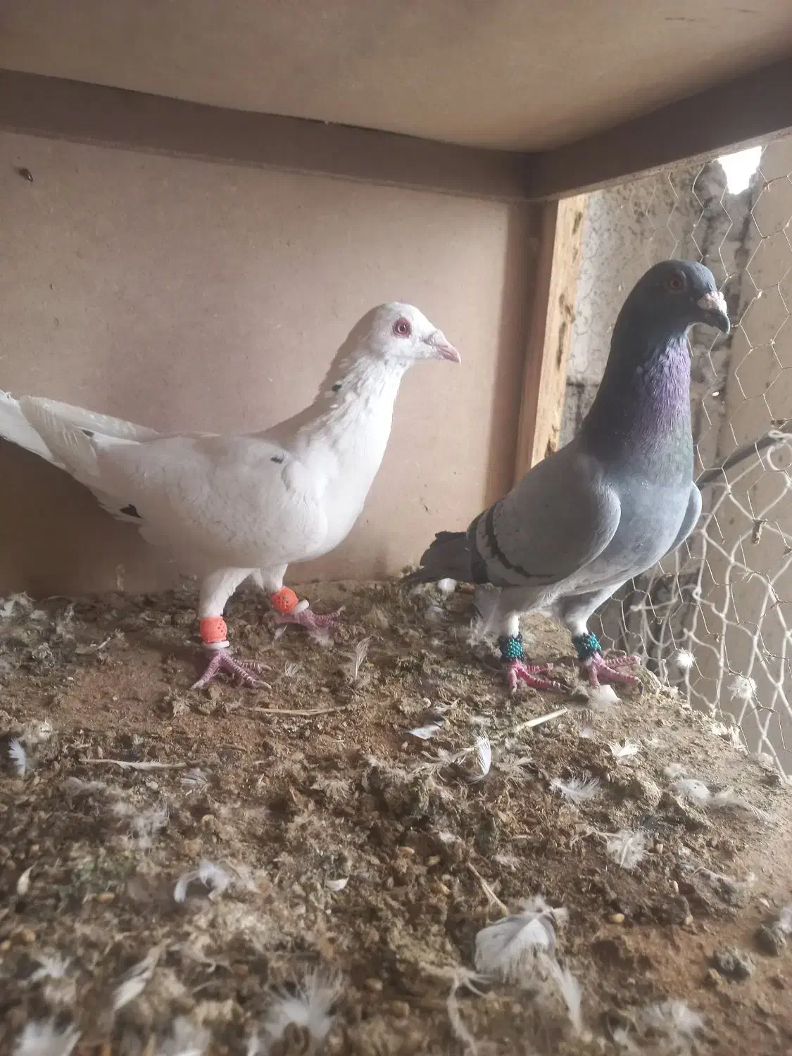 دوتا پلاکی بیرونی|پرنده|شیراز, ریاستی|دیوار