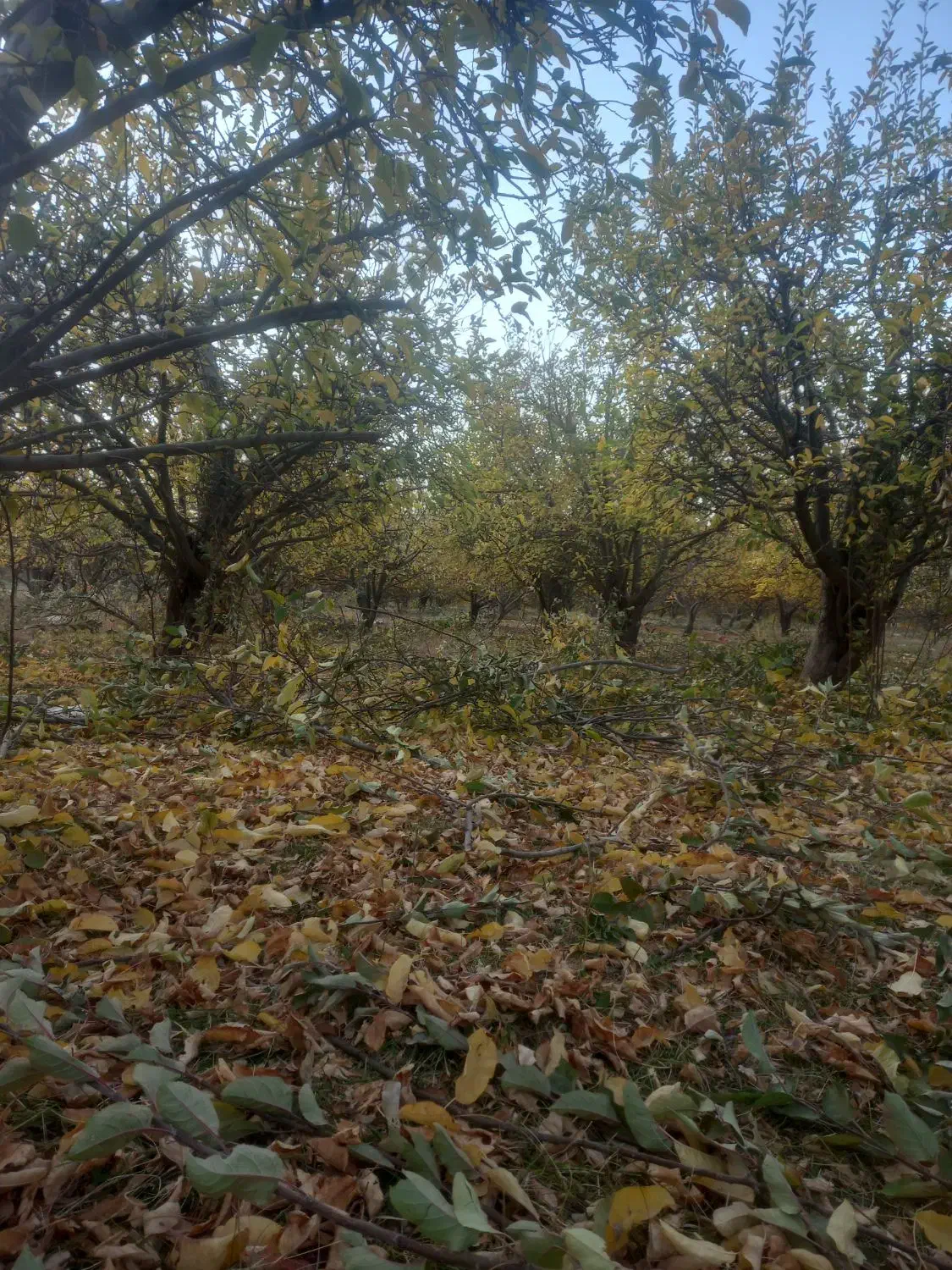 باغبانی|خدمات باغبانی و درختکاری|بروجرد, |دیوار