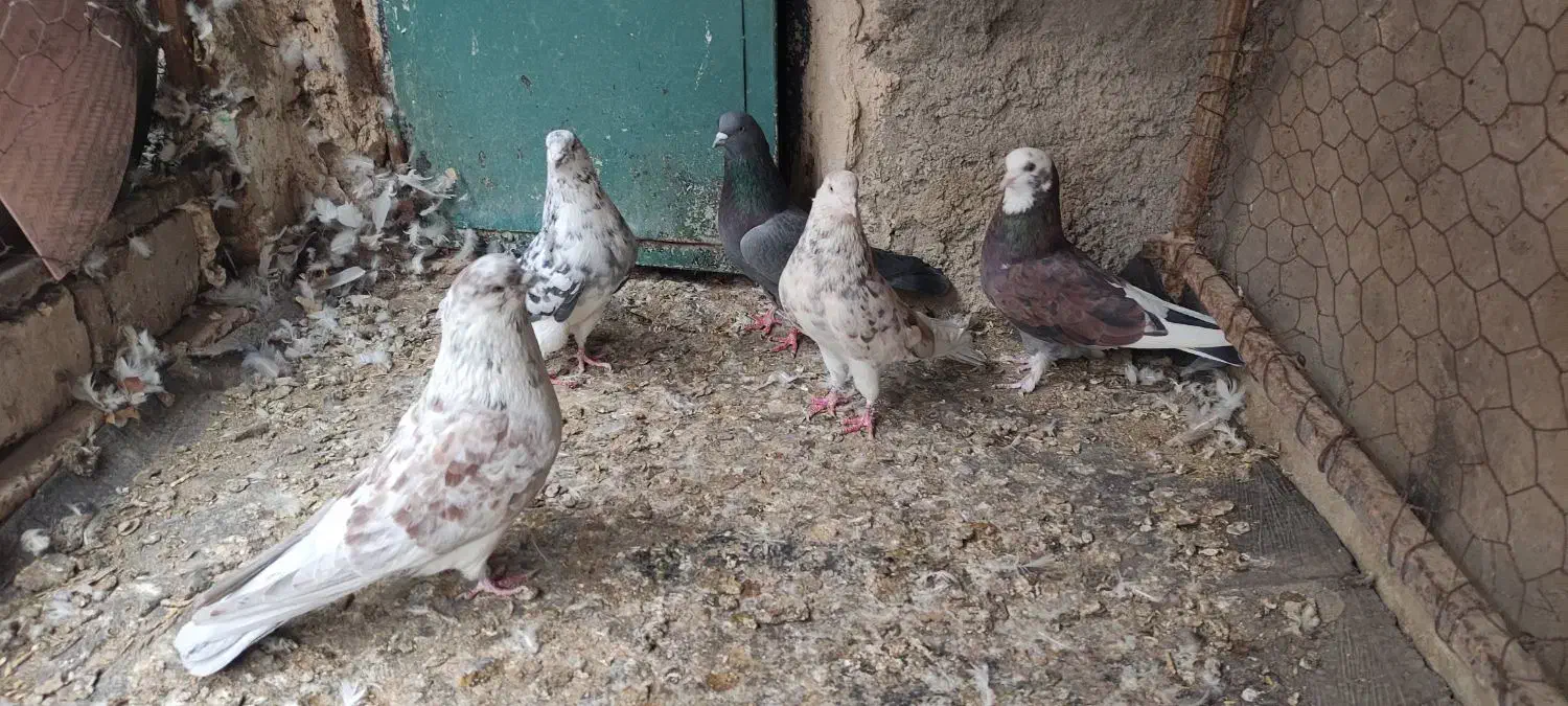 کبوتر|پرنده|مشگین شهر, |دیوار