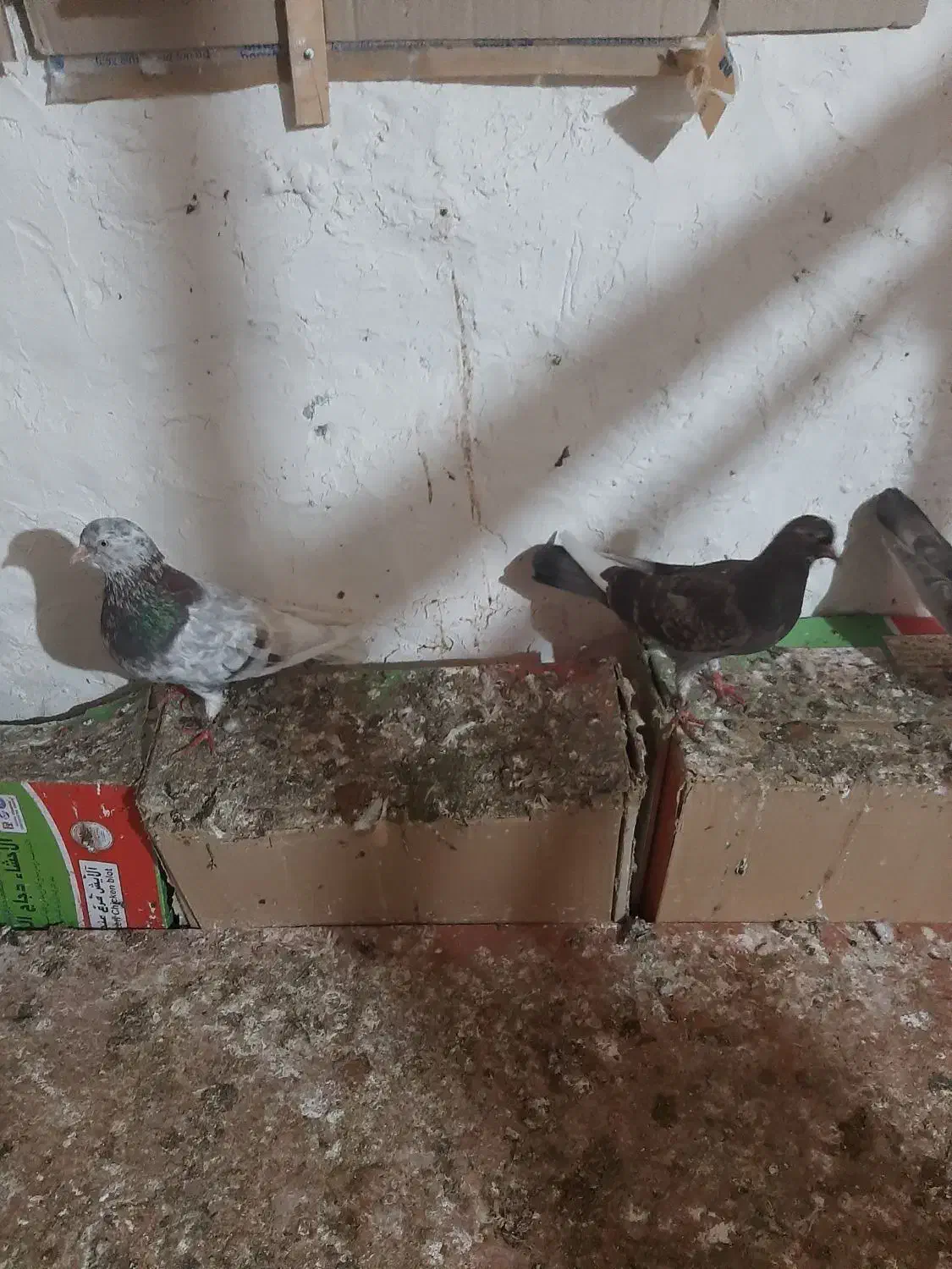 کبوتر 3 جفت|پرنده|قشم, |دیوار