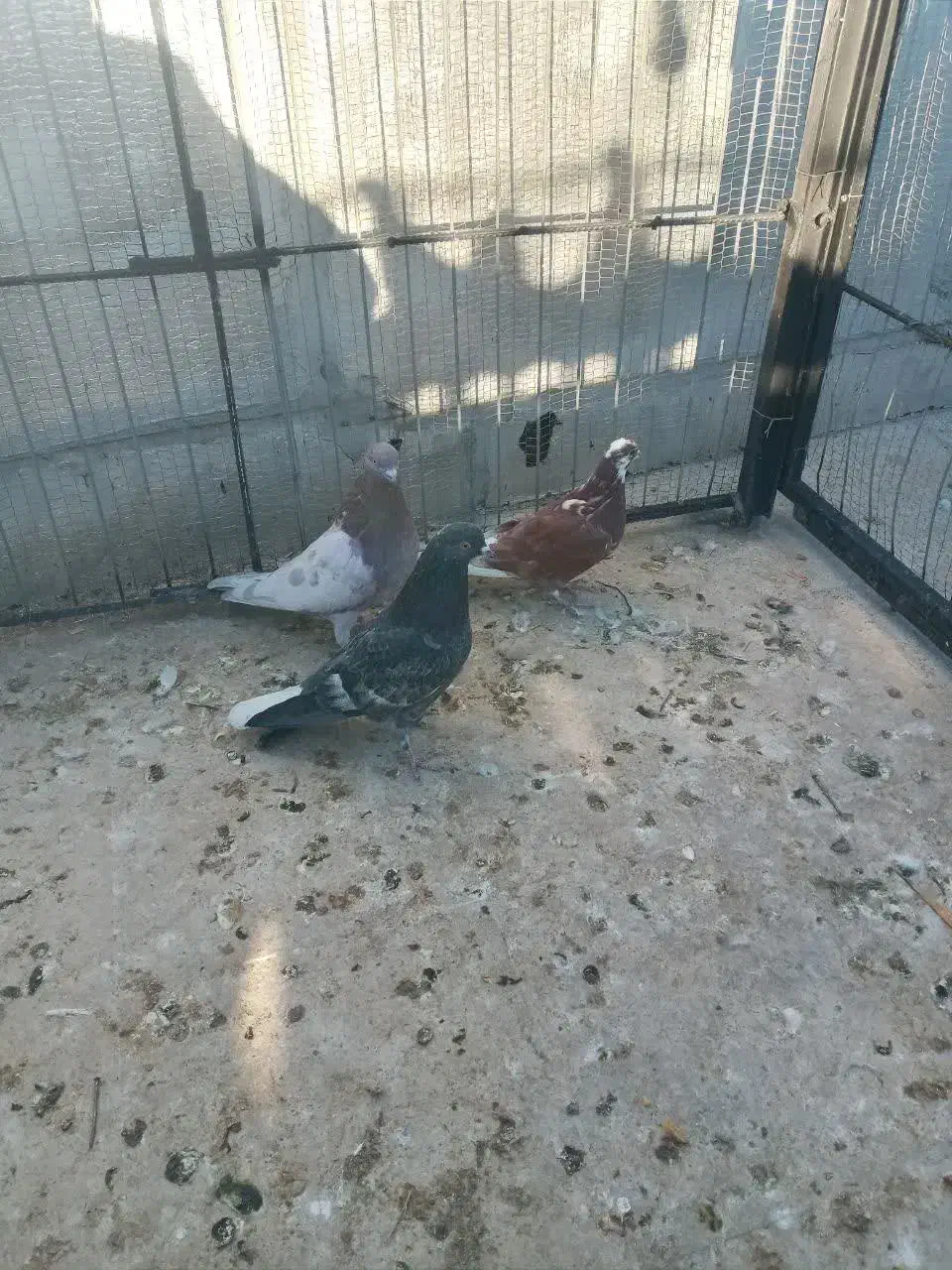 کبوتر غریب|پرنده|زنجان, |دیوار