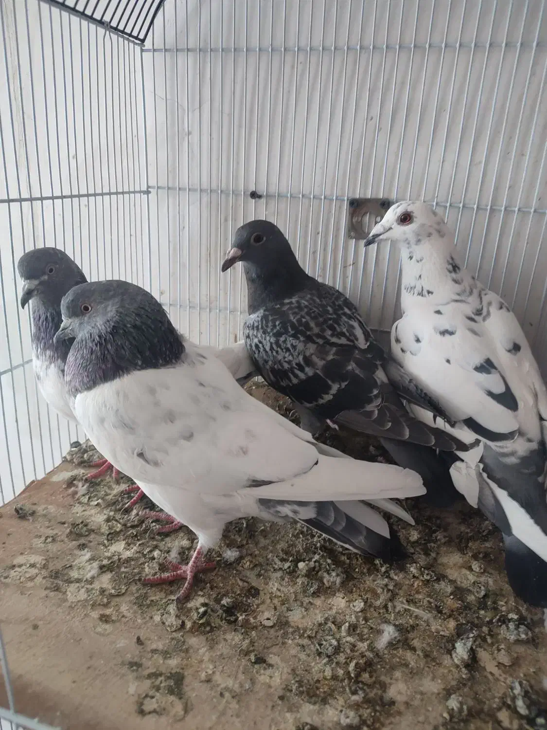 پرنده|پرنده|اردبیل, |دیوار