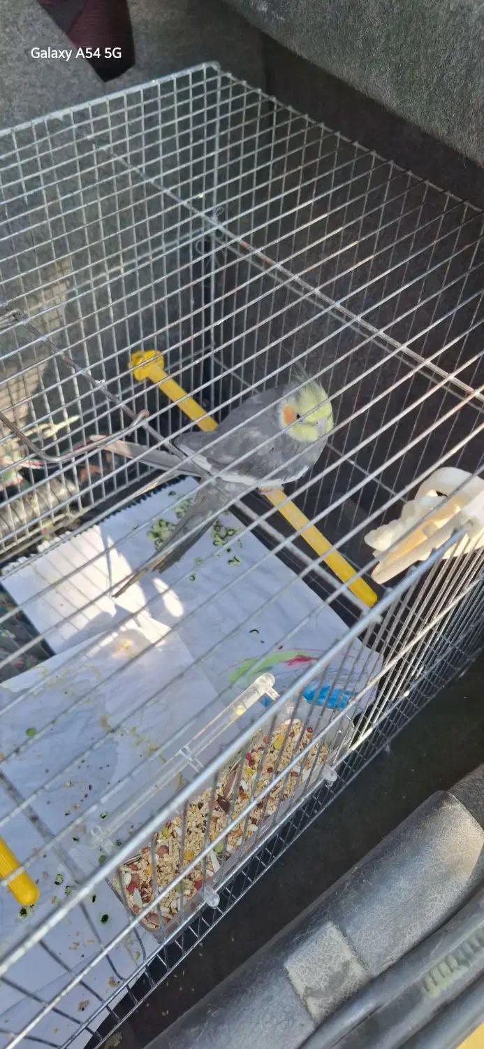 عروس هلندی|پرنده|قرچک, داوود آباد|دیوار