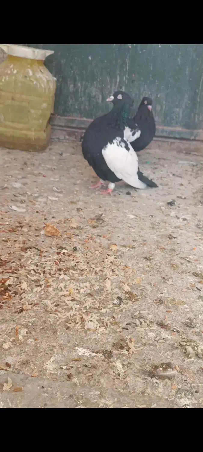 سینه سیاه چنگ سفید|پرنده|شیراز, رکن‌آباد|دیوار