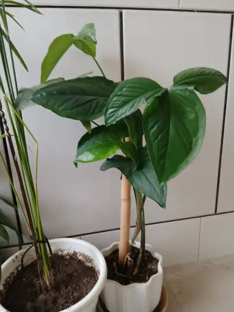 گل و گلدون|گل و گیاه طبیعی|فلاورجان, |دیوار