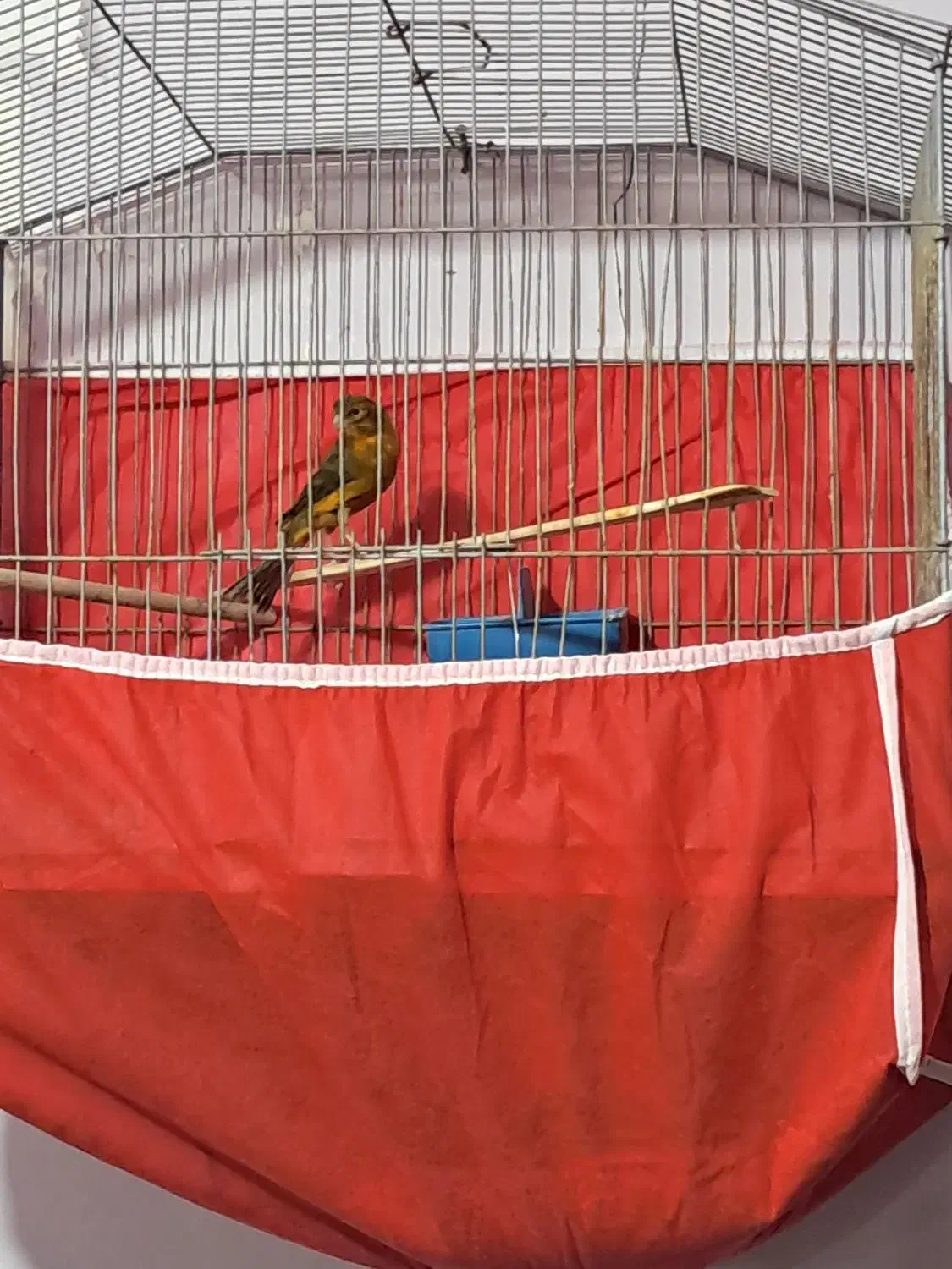 فروش قناری نر و یک جفت قناری باغی|پرنده|بوشهر, |دیوار