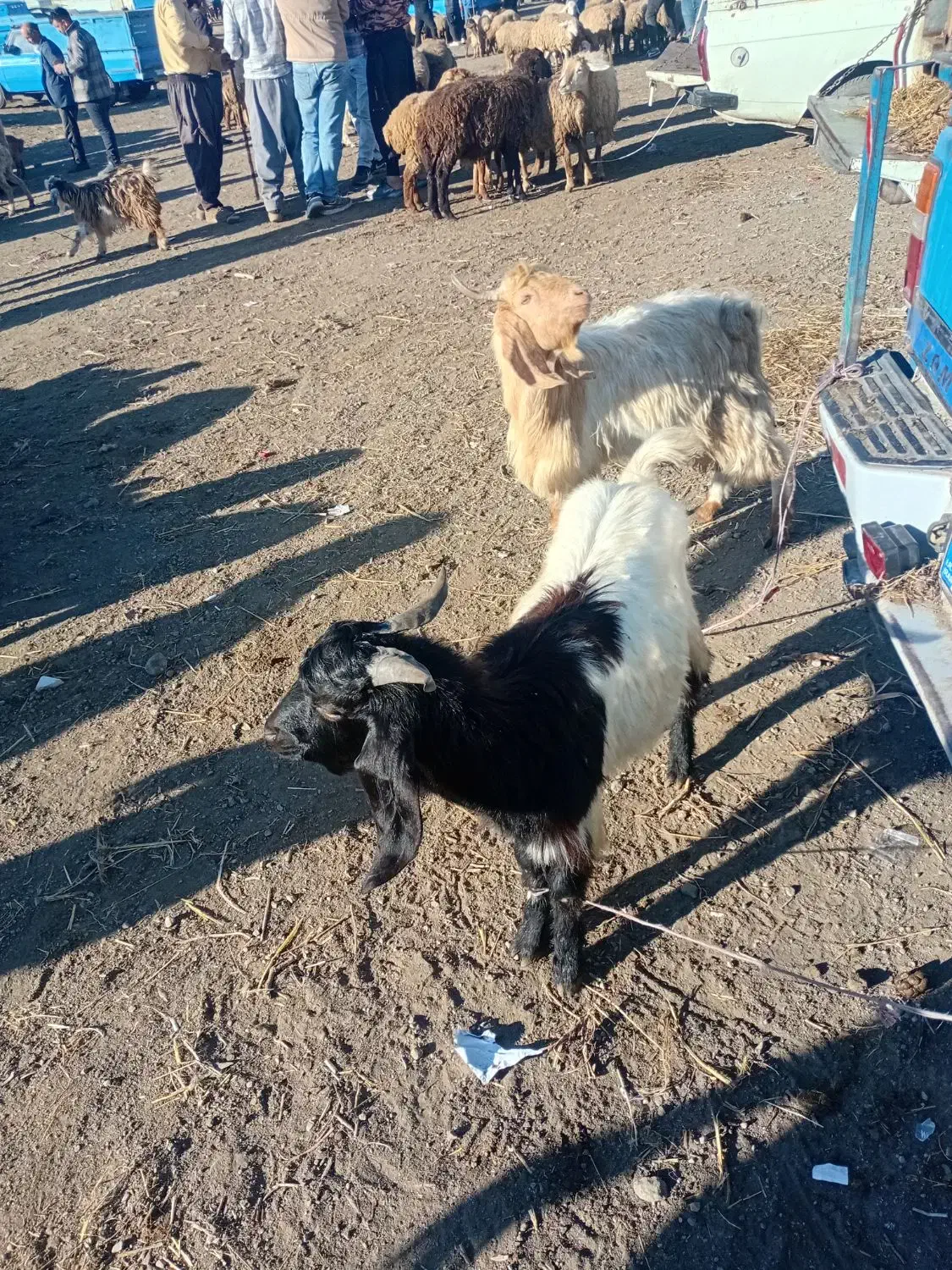 بزغاله نر|حیوانات مزرعه|اسلام آباد, |دیوار