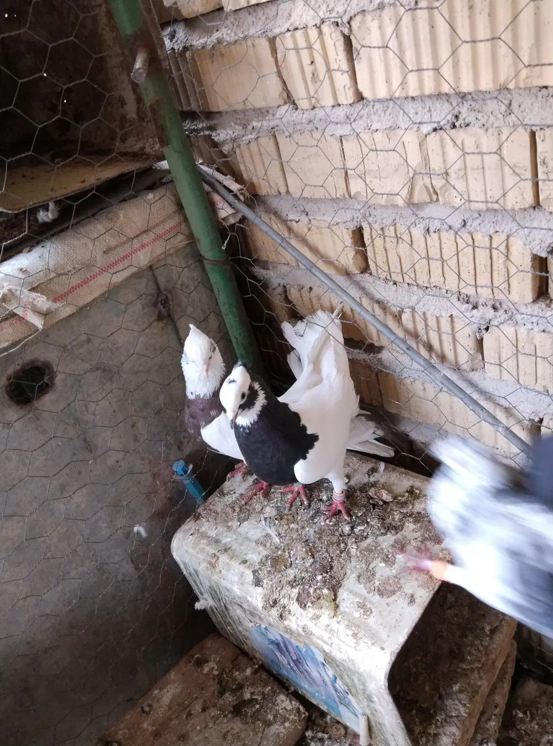 کبوتر|پرنده|مرودشت, دولت آباد|دیوار