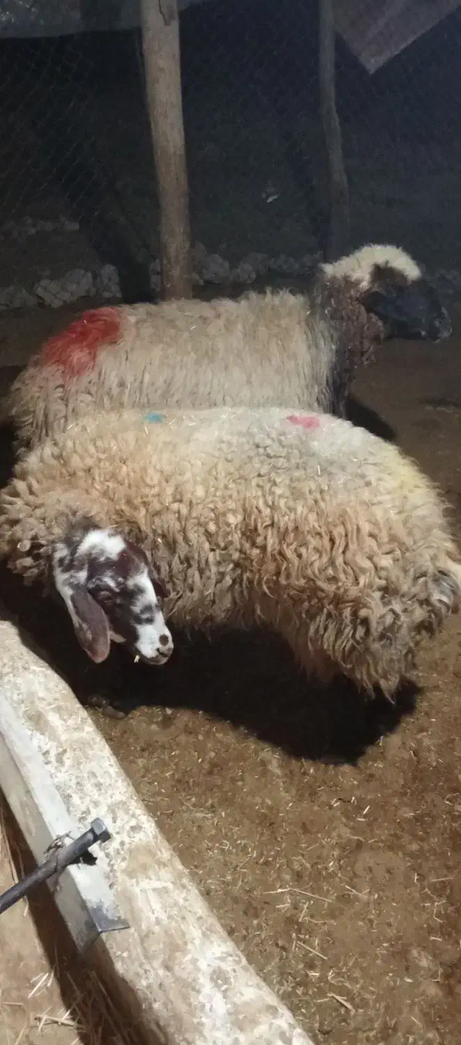 دو عدد گوسفند سرحال سالم|حیوانات مزرعه|شباب, |دیوار