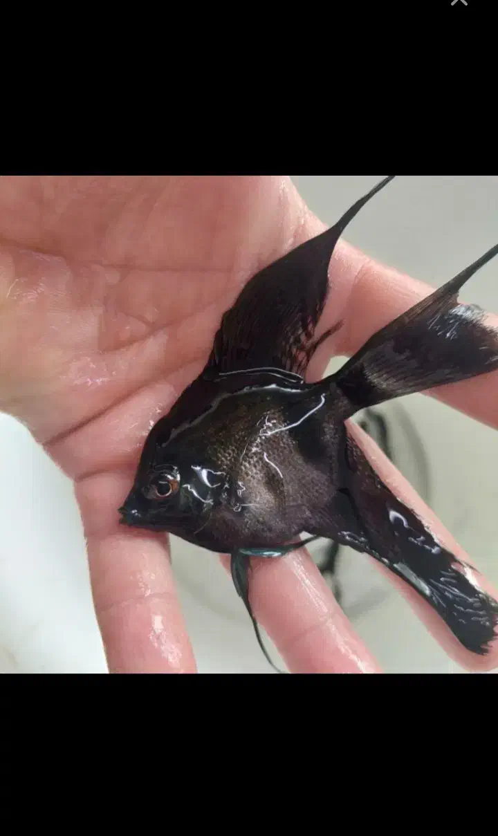 ماهی آکواریومی|ماهی|سبزوار, پیام|دیوار