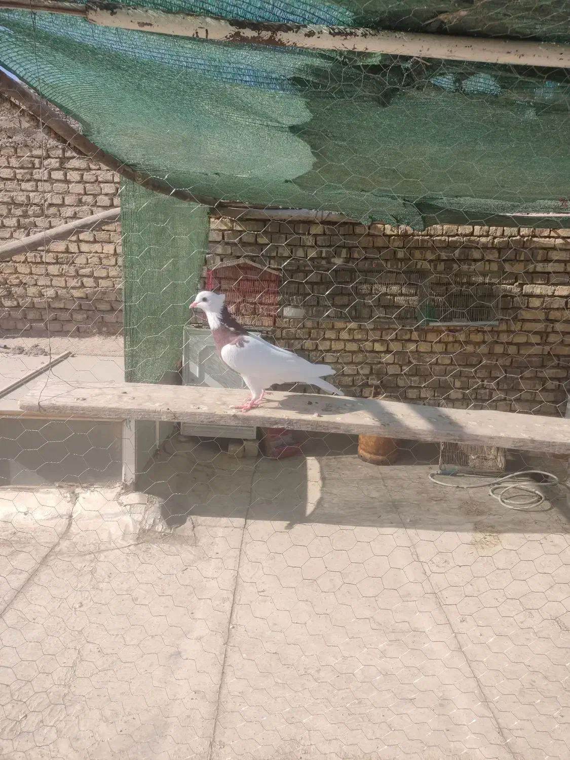 کبوتر طوقی سرخ ماده|پرنده|اصفهان, محمودیه|دیوار