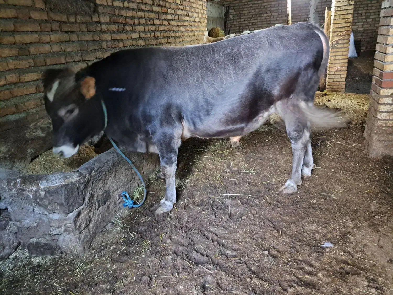 یک راس گاو نر گوشتی|حیوانات مزرعه|آبش احمد, |دیوار