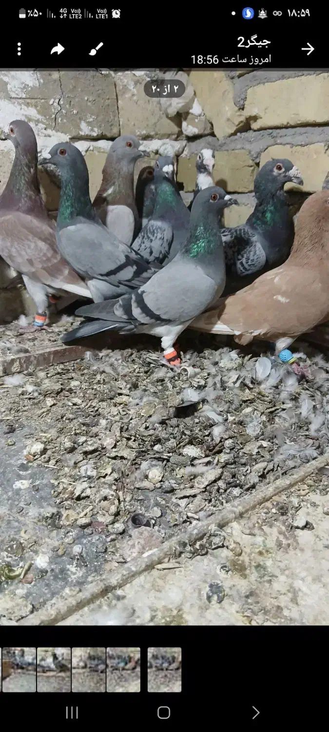 یه گل پرنده زنبوری|پرنده|شال, |دیوار