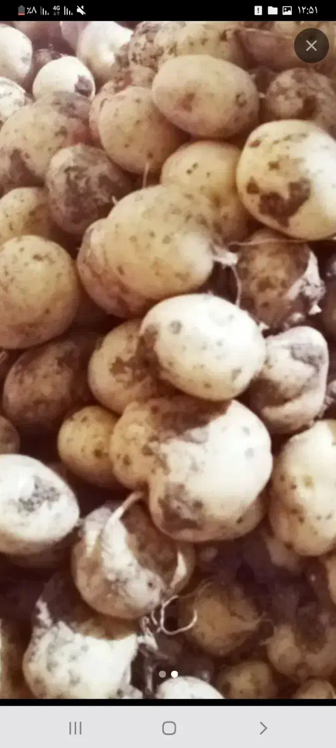 سیب زمینی سانته|عمدهفروشی|چنارود, |دیوار