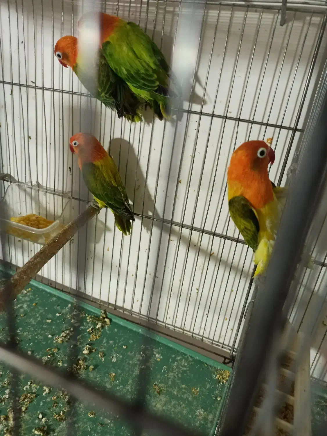 طوطی برزیلی گلد|پرنده|سمنان, |دیوار