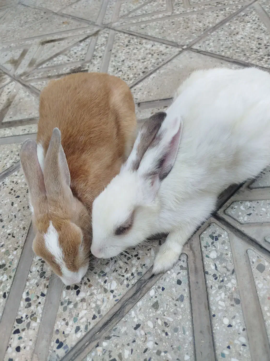 خرگوش خانگی بازیگوش|موش و خرگوش|آبیک, |دیوار