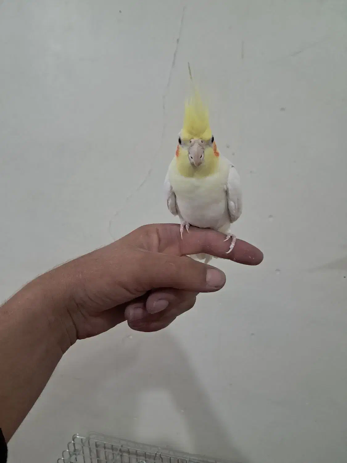 عروس هلندی لوتینودستی|پرنده|شهرکرد, |دیوار