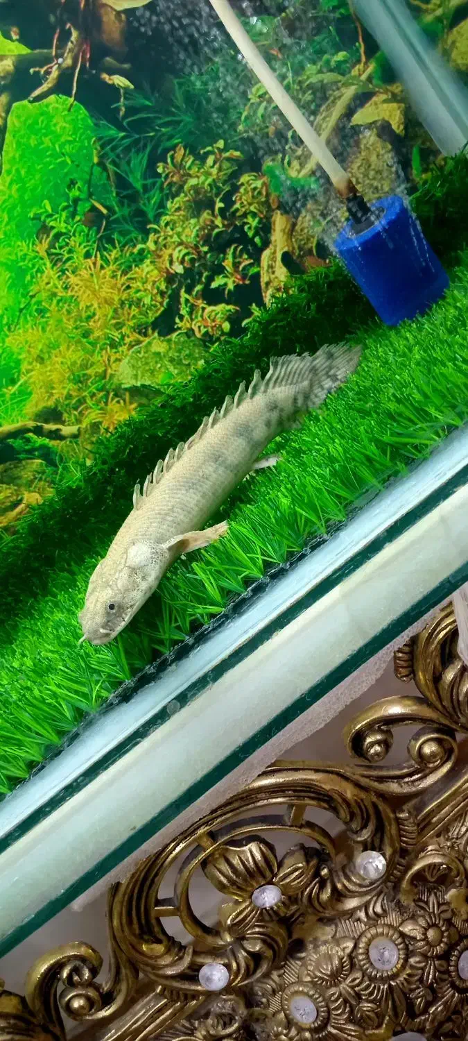 پولی و پیکاک و لجن خوار|ماهی|چناران, |دیوار