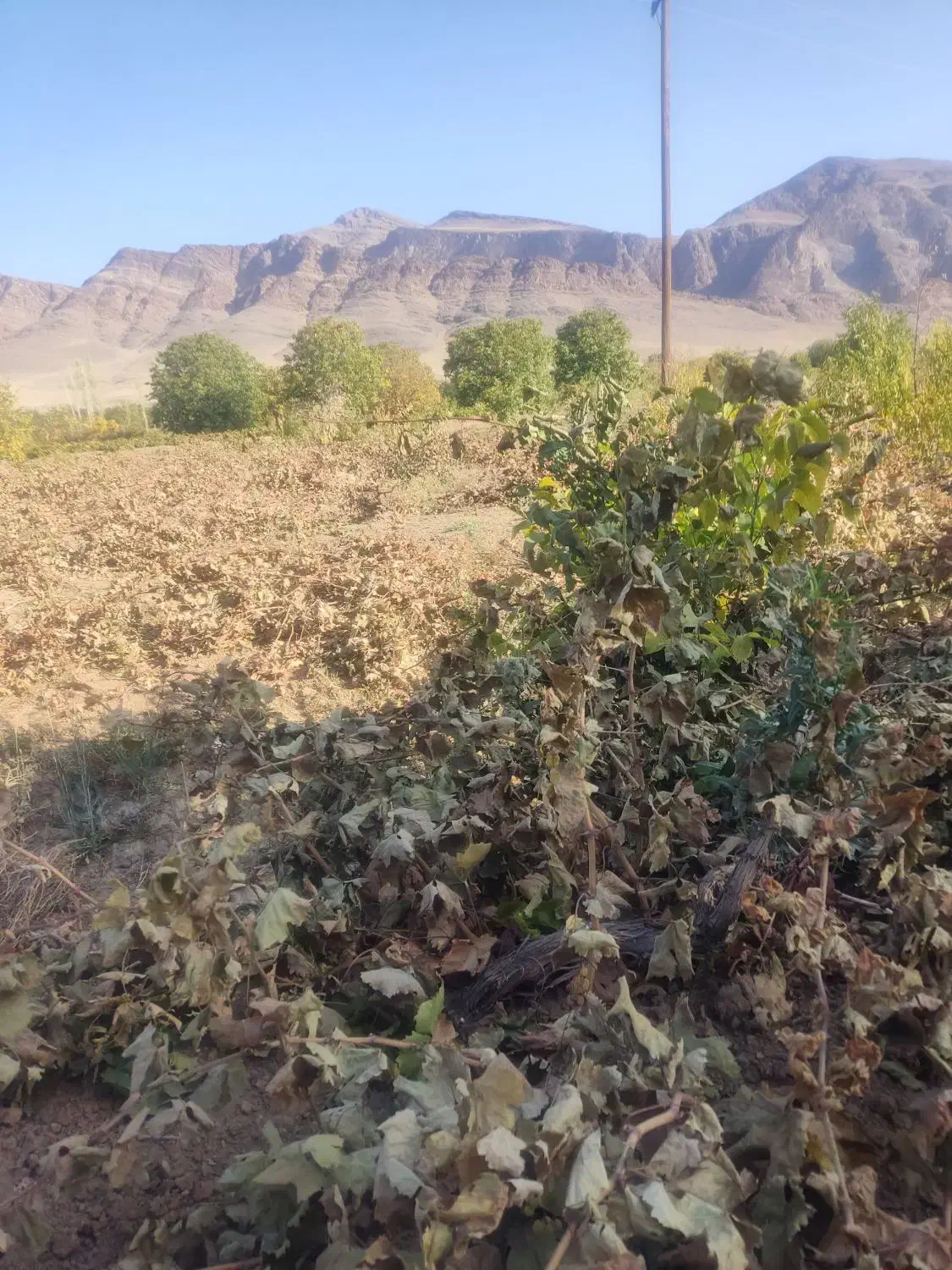 باغ انگور|فروش دفتر صنعتی، کشاورزی، تجاری|ملایر, |دیوار