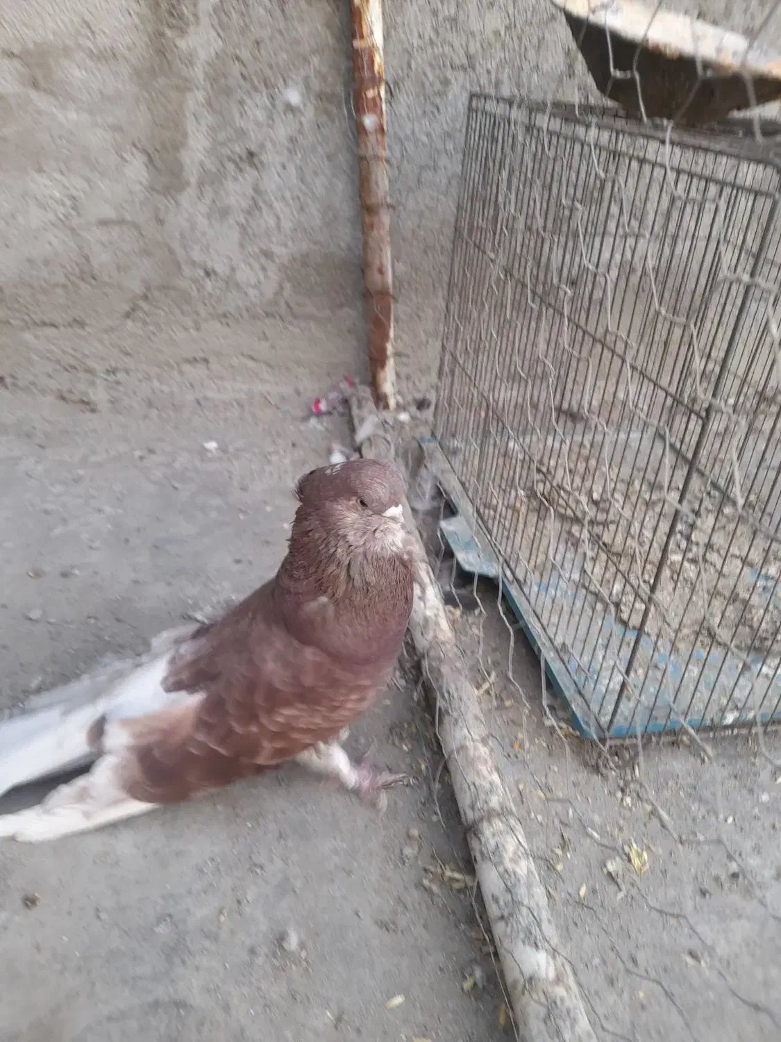 قنار نر|پرنده|هشترود, |دیوار