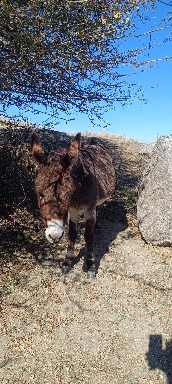 فروشی الاغ جوان|حیوانات مزرعه|قصابه, |دیوار