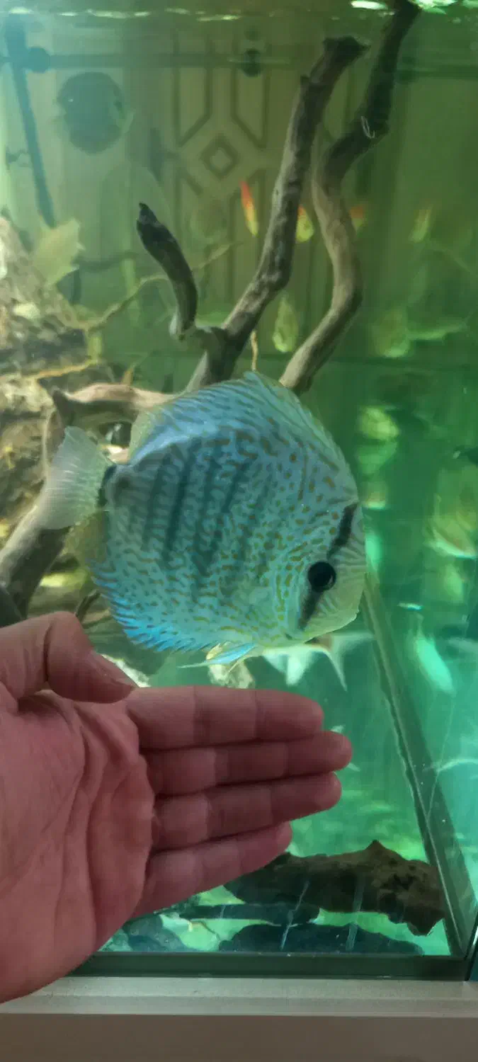 دیسکس|ماهی|اردبیل, |دیوار